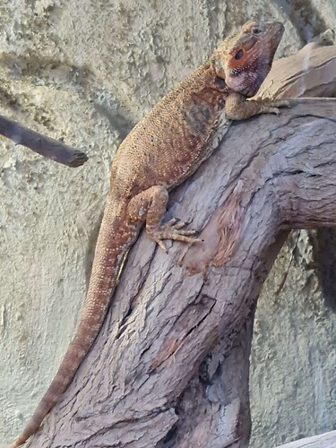 Some sort of lizard chilling on a mostly-vertical piece of wood